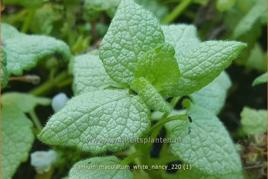 Lamium maculatum 'White Nancy'