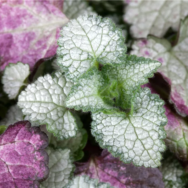 Lamium maculatum 'White Nancy'
