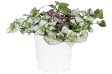 Lamium maculatum 'White Nancy'