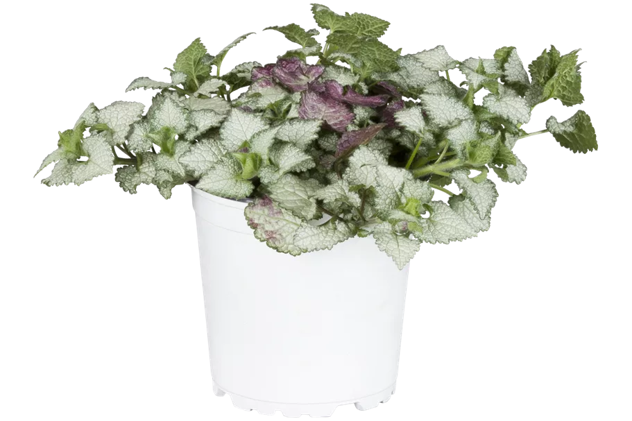 Lamium maculatum 'White Nancy'