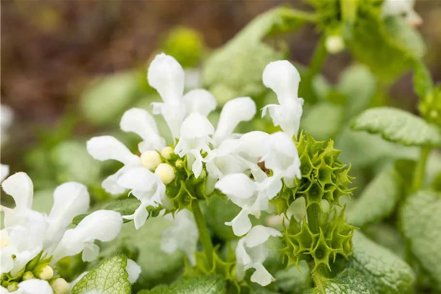 Lamium maculatum 'White Nancy'