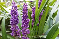 Liriope muscari 'Royal Purple'
