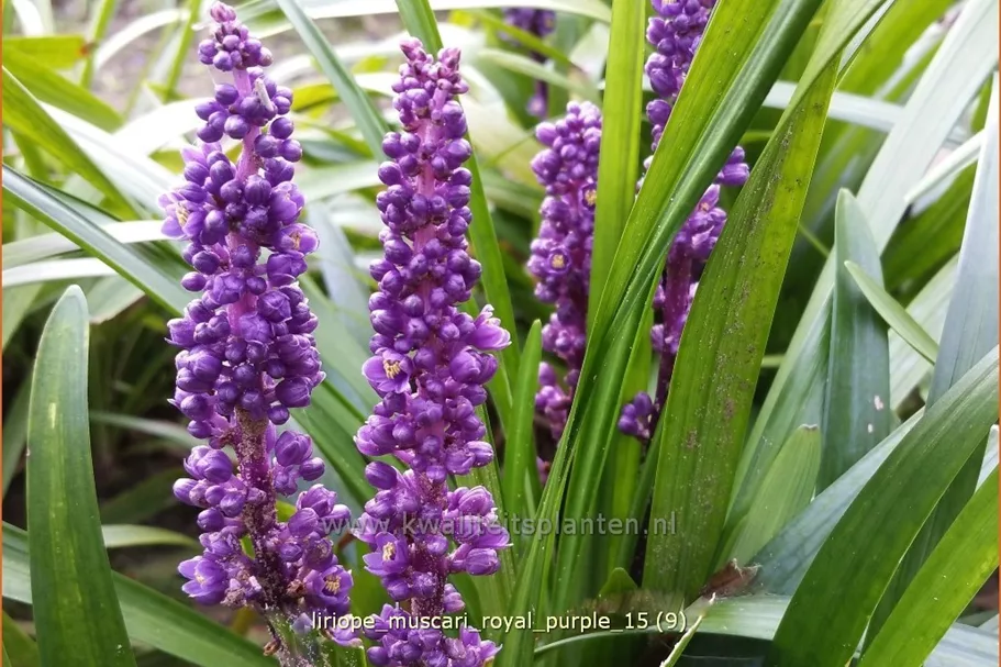 Liriope muscari 'Royal Purple'
