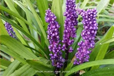 Liriope muscari 'Royal Purple'
