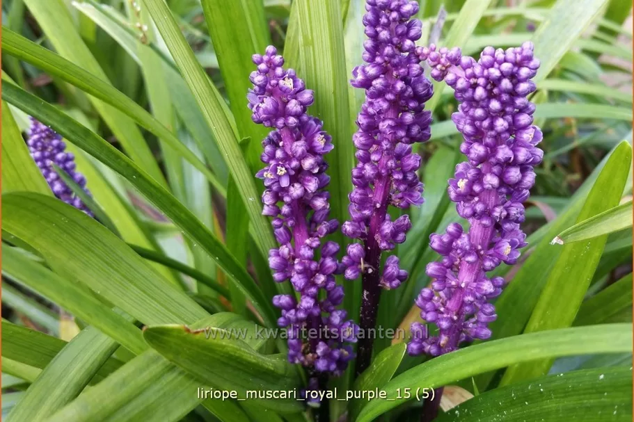 Liriope muscari 'Royal Purple'
