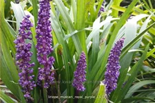 Liriope muscari 'Royal Purple'