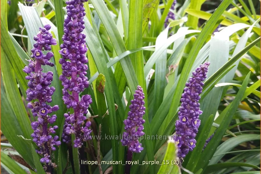 Liriope muscari 'Royal Purple'