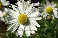Leucanthemella serotina