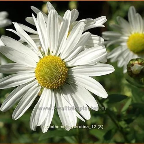 Leucanthemella serotina