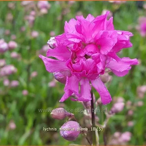 Lychnis viscaria 'Plena'