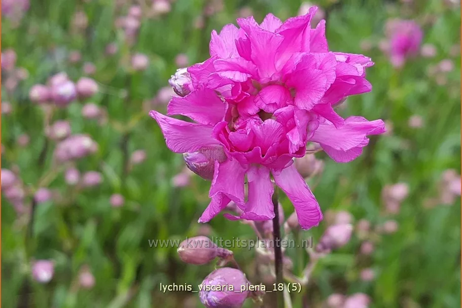 Lychnis viscaria 'Plena'