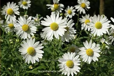 Leucanthemella serotina