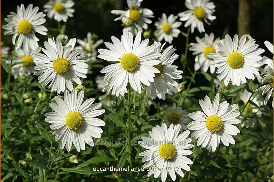 Leucanthemella serotina