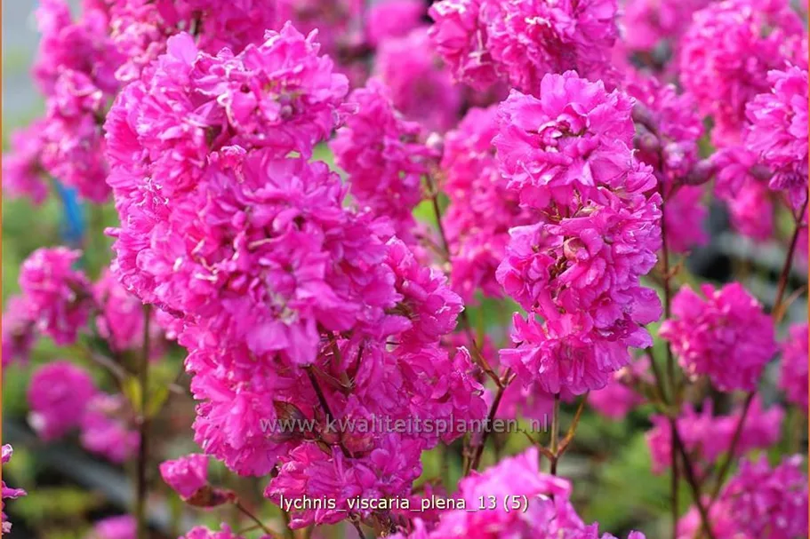 Lychnis viscaria 'Plena'