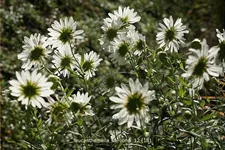 Leucanthemella serotina