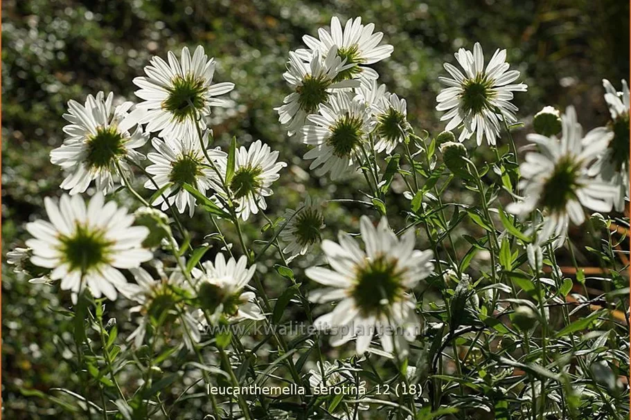 Leucanthemella serotina