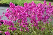 Lychnis viscaria 'Plena'