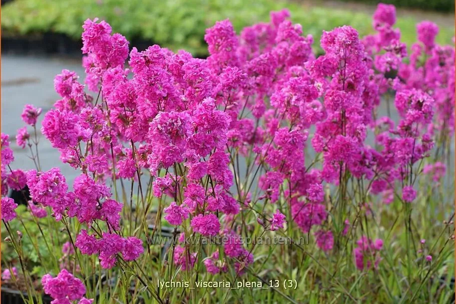 Lychnis viscaria 'Plena'