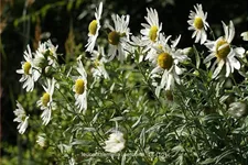 Leucanthemella serotina