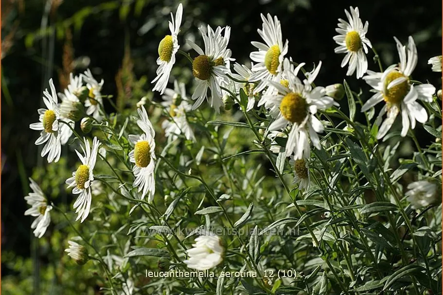 Leucanthemella serotina