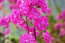 Lychnis viscaria 'Plena'