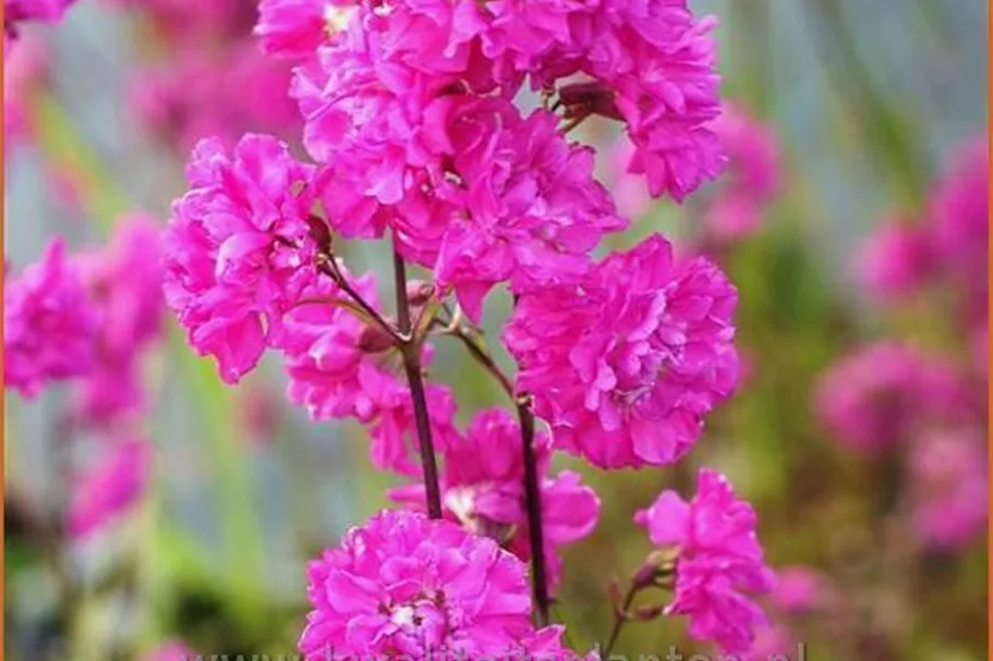 Lychnis viscaria 'Plena'