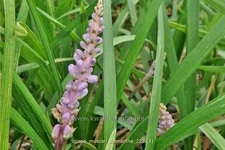 Liriope muscari 'Samantha'