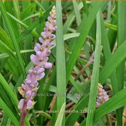 Liriope muscari 'Samantha'