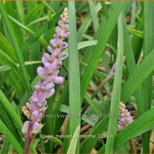 Liriope muscari 'Samantha'