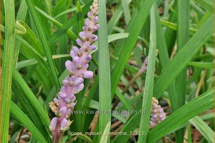 Liriope muscari 'Samantha'