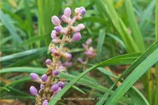 Liriope muscari 'Samantha'