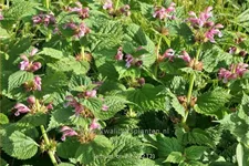 Lamium orvala