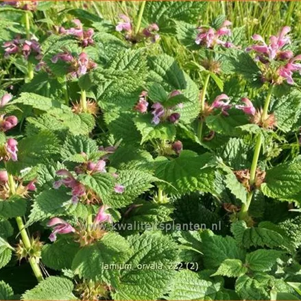 Lamium orvala