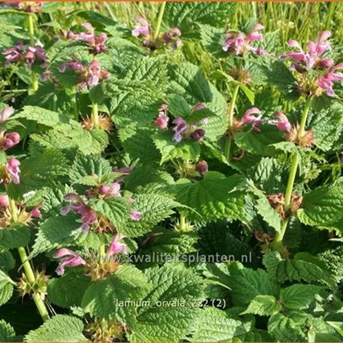 Lamium orvala