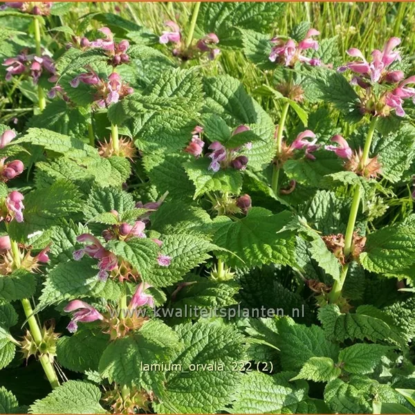 Lamium orvala