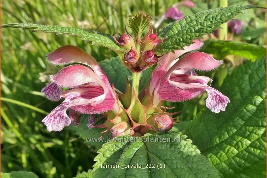 Lamium orvala