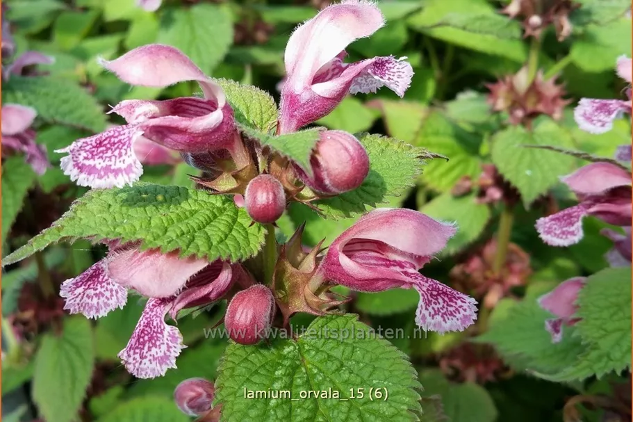 Lamium orvala