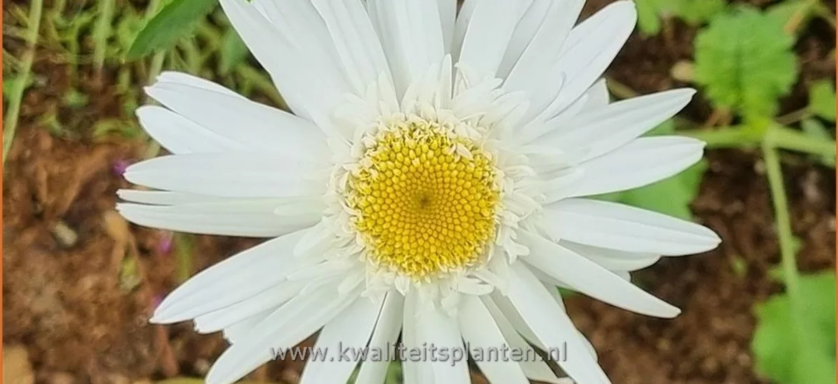 Leucanthemum x superbum 'Alaska'