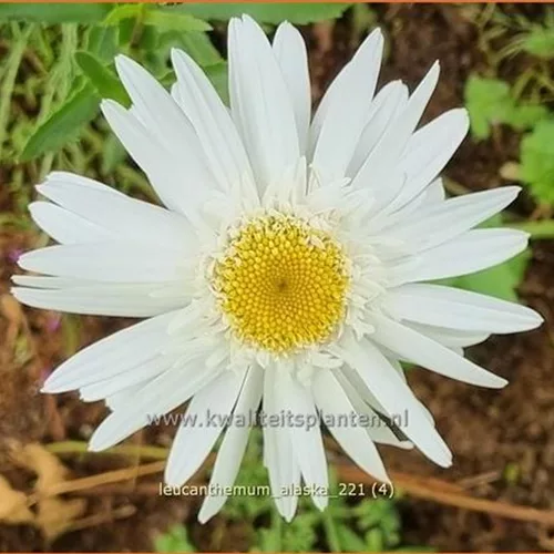 Leucanthemum x superbum 'Alaska'