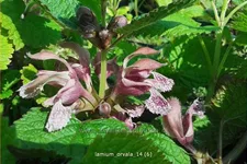Lamium orvala