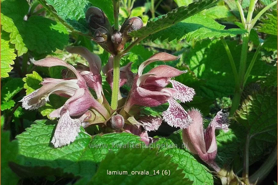 Lamium orvala