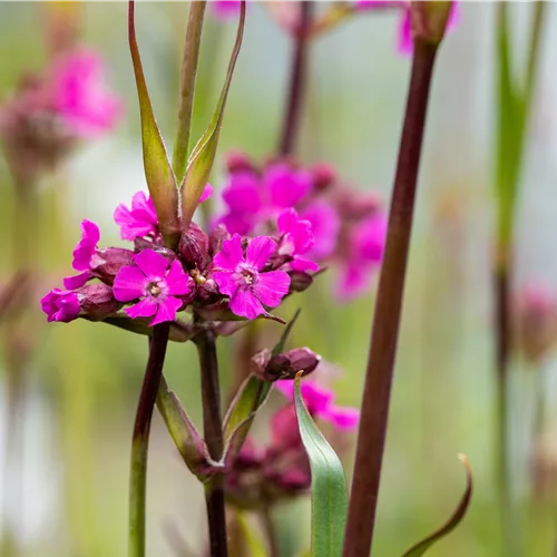 Lychnis viscaria 'Splendens'
