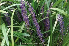 Liriope muscari 'Super Blue'