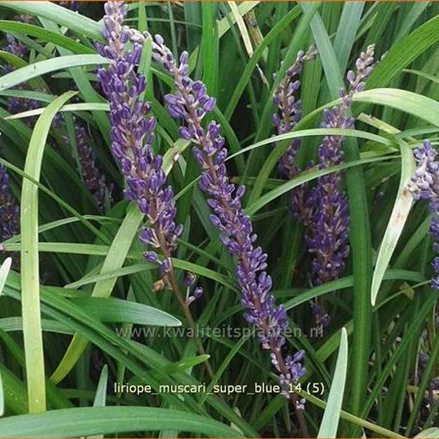 Liriope muscari 'Super Blue'