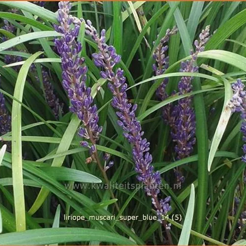 Liriope muscari 'Super Blue'
