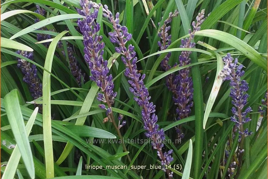 Liriope muscari 'Super Blue'