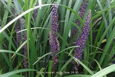 Liriope muscari 'Super Blue'