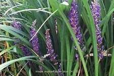 Liriope muscari 'Super Blue'
