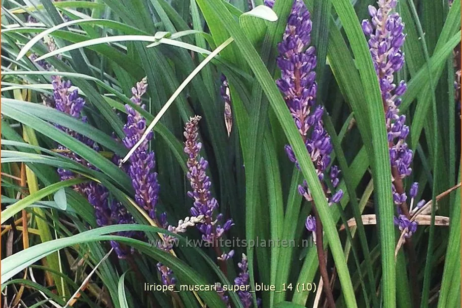 Liriope muscari 'Super Blue'