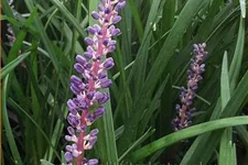 Liriope muscari 'Super Blue'